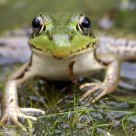 Happy frog